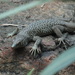 Jayakar Lizard - Photo (c) Angela Manthorpe, some rights reserved (CC BY-NC), uploaded by Angela Manthorpe