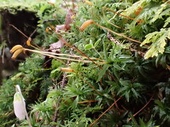 Atrichum flavisetum