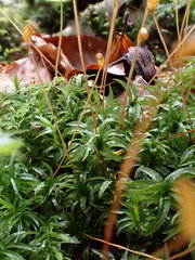 Atrichum flavisetum