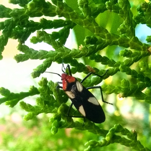 Oncopeltus femoralis