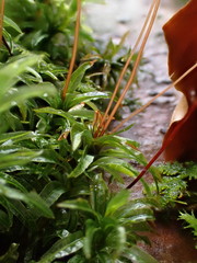 Atrichum flavisetum