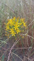 Bloomeria crocea