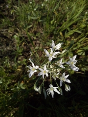 Ornithogalum gussonei