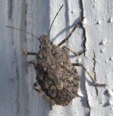 Brochymena chelonoides