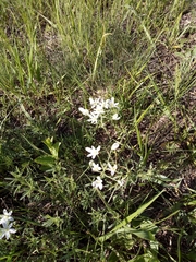 Ornithogalum gussonei