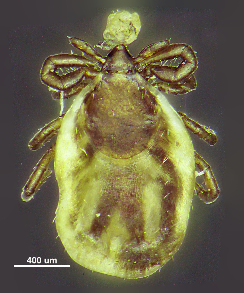 Taiga tick