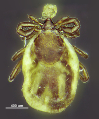 Ixodes persulcatus