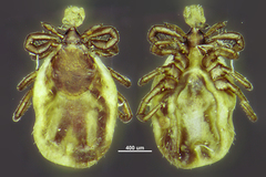 Ixodes persulcatus