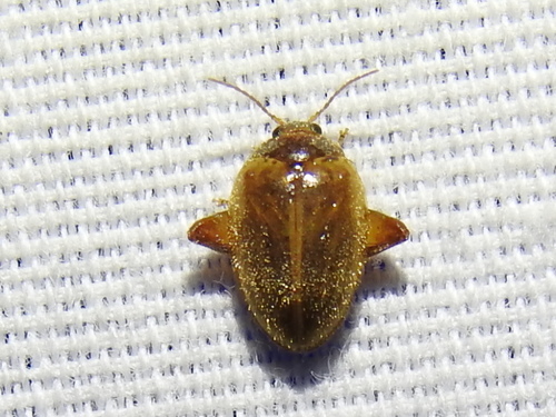 Ora discoidea
