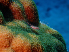 Emblemariopsis bahamensis