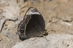 Mycalesis anaxias