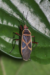 Melamphaus rubrocinctus