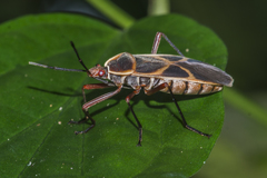 Melamphaus rubrocinctus