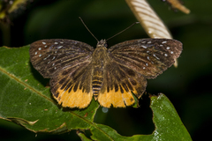 Mooreana trichoneura
