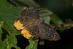 Mooreana trichoneura