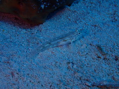 Coryphopterus glaucofraenum