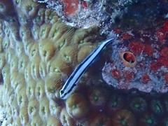 Elacatinus genie