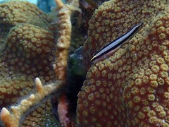 Elacatinus genie