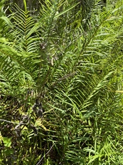 Zamia integrifolia