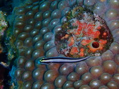 Elacatinus genie