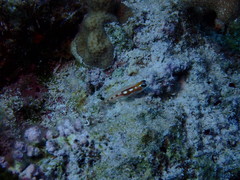 Coryphopterus hyalinus