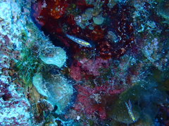 Coryphopterus hyalinus