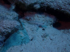 Gnatholepis thompsoni