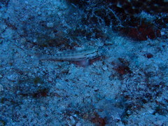 Gnatholepis thompsoni