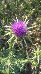 Silybum marianum