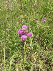 Physostegia pulchella