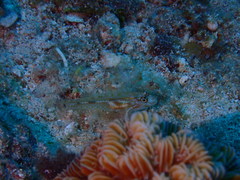 Coryphopterus eidolon