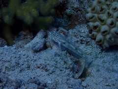 Coryphopterus venezuelae