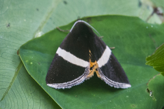 Fodina oriolus