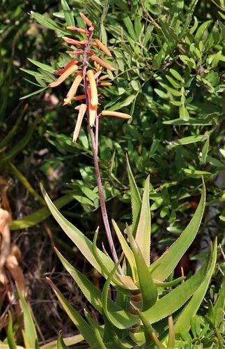 Aloiampelos gracilis, photograph 5