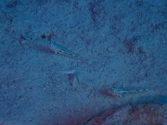 Coryphopterus venezuelae