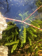 Potamogeton crispus