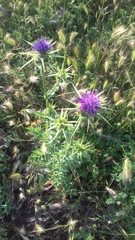 Silybum marianum