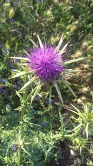 Silybum marianum