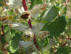 Forsskaolea hereroensis