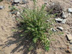 Forsskaolea hereroensis