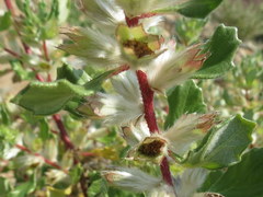 Forsskaolea hereroensis