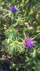 Silybum marianum