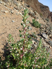 Forsskaolea hereroensis