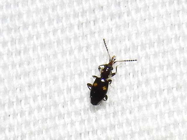 Nose-jawed Flat Bark Beetle