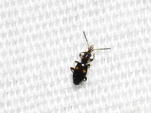 Nose-jawed Flat Bark Beetle