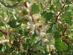 Forsskaolea hereroensis