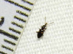 Metaxyphloeus texanus