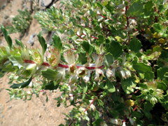 Forsskaolea hereroensis