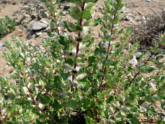 Forsskaolea hereroensis