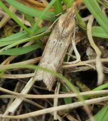 Ancylosis cinnamomella